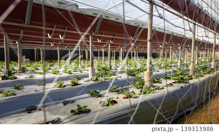 Inside the Strawberry farm in Nuwara Eliya 139313986