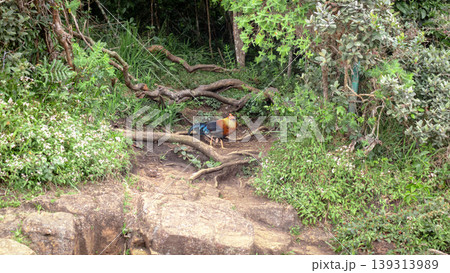 The Sri Lankan junglefowl spotted in Horton plains The Sri Lankan junglefowl spotted in Horton plains 139313989
