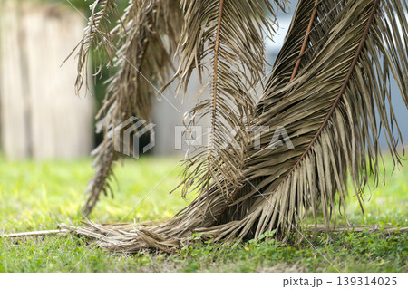 Dead palm tree with dry branches on Florida home backyard. Tree removal concept 139314025