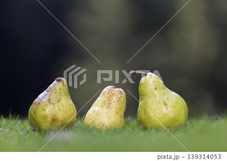 Composition of three yellow pears in fresh grass blurred dark green blurred copy space background. 139314053