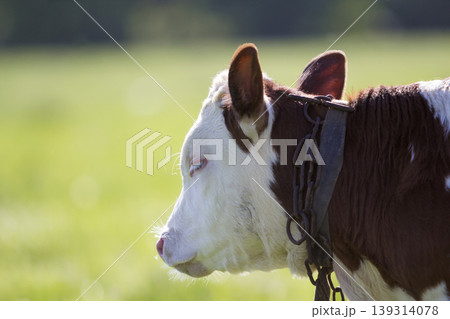Close-up profile portrait of white and brown calf with chain on neck on yellow blurred bokeh background. Animal protection, cattle farming, breeding, milk and meat production concept. Close-up profile portrait of white and brown calf with chain on neck on yellow blurred bokeh background. Animal protection, cattle farming, breeding, milk and meat production concept. 139314078