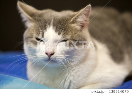 Close-up portrait of young nice small cute white and gray domestic cat kitten with dreamy expression on blurred black and blue background. Keeping animal pet at home wildlife concept. 139314079