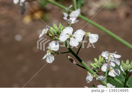 鹿児島県の伝統野菜して重さ世界最大の桜島ダイコンの花 139314095
