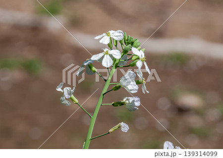 スプラウト食材として知られるカイワレダイコンの花【アブラナ科】 スプラウト食材として知られるカイワレダイコンの花【アブラナ科】 139314099