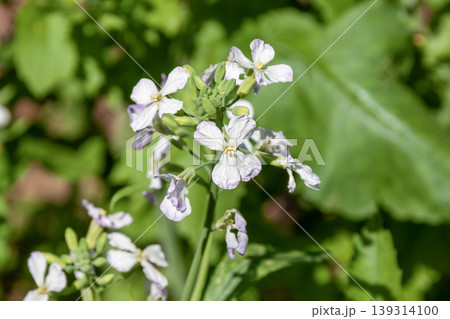 スプラウト食材として知られるカイワレダイコンの花【アブラナ科】 スプラウト食材として知られるカイワレダイコンの花【アブラナ科】 139314100