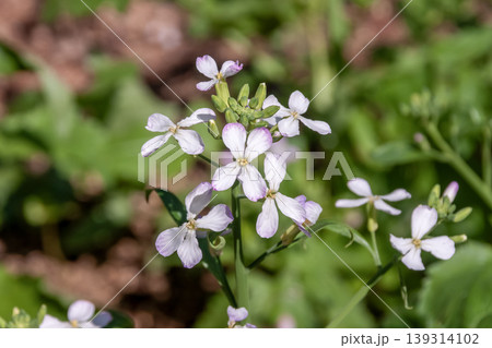 スプラウト食材として知られるカイワレダイコンの花【アブラナ科】 139314102