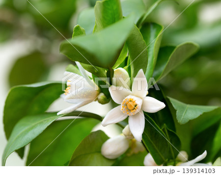 ハナユズの花 ハナユズの花 139314103