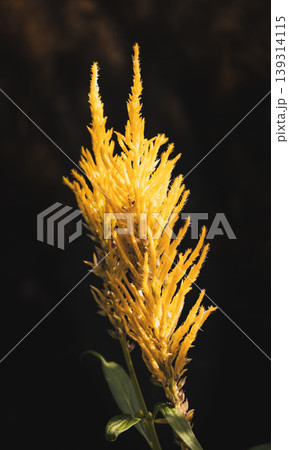 yellow pampas grass glowing in the evening light yellow pampas grass glowing in the evening light 139314115