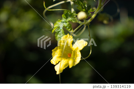 Bitter melon flower glowing in the early light 139314119