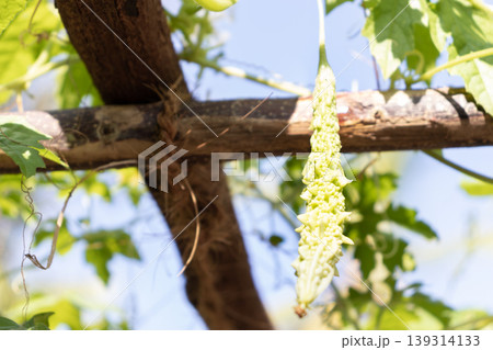 Bitter Melon Fruit against blue sky in garden 139314133