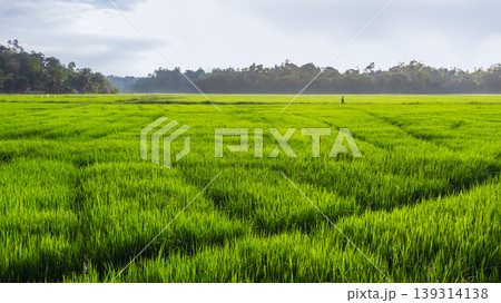 beautiful morning mist in paddy field photograph 139314138
