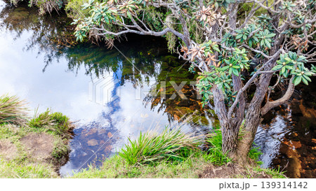 cold lake water reflection in horton plains 139314142