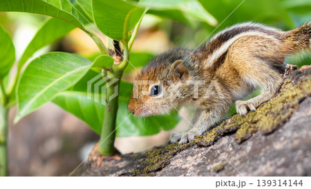 Hungry little Baby squirrel looking afraid Hungry little Baby squirrel looking afraid 139314144