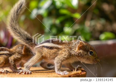 Hungry little Baby squirrels looking out for their mother Hungry little Baby squirrels looking out for their mother 139314145