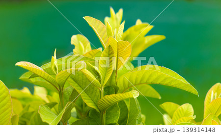 young and bright guava leaves young and bright guava leaves 139314148