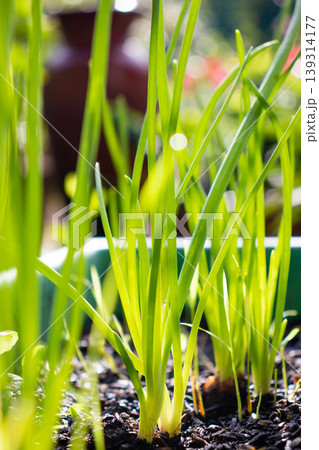 light passes through onion plants light passes through onion plants 139314177