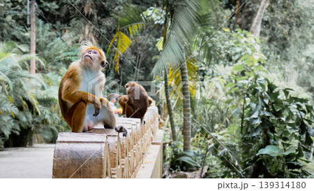 Relaxing time for monkey family in a temple Matara 139314180