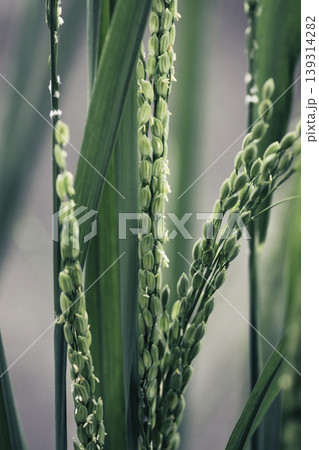 Green rice plant macro close up photograph Green rice plant macro close up photograph 139314282