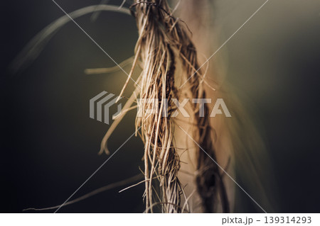 closeup root like Coir Twine macro photo closeup root like Coir Twine macro photo 139314293