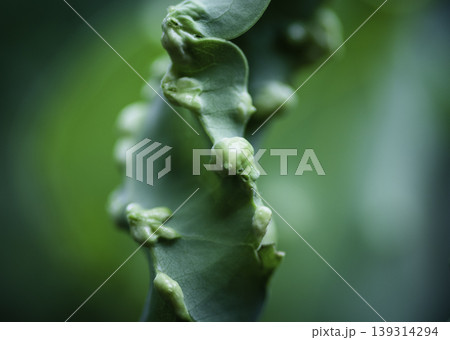 Cinnamon plant leaf disease close up macro photograph 139314294