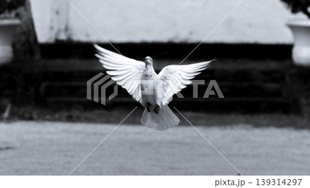 Black and white photograph of a pigeon "symbol of hope and peace" flying in low altitude 139314297