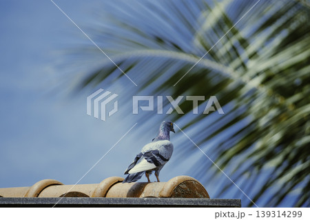 Colorful pigeon sitting on rooftop facing against blue sky 139314299