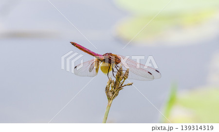 colorful Dragon fly from behind macro Photograph colorful Dragon fly from behind macro Photograph 139314319