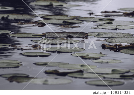 dark moody water and the lotus leaves before the heavy rain dark moody water and the lotus leaves before the heavy rain 139314322