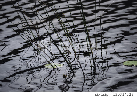 aquatic plants grass water ripples reflections close up image aquatic plants grass water ripples reflections close up image 139314323