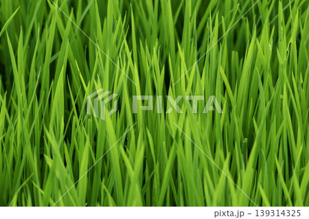 Rice plant green leaves foliage photograph Rice plant green leaves foliage photograph 139314325