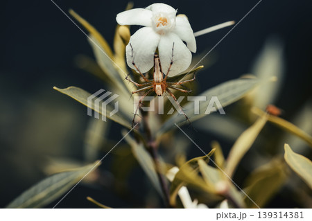 Orange colored small spider bug hangs on white flower 139314381