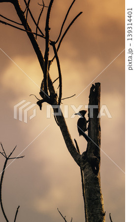 silhouette of a Woodpecker evening sunset golden skies photograph silhouette of a Woodpecker evening sunset golden skies photograph 139314401