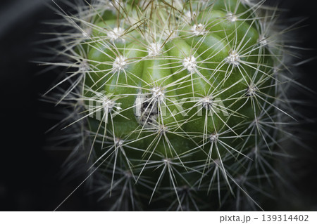 Green Cactus plant and its sharp needles close up micro photograph 139314402