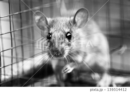 rat trapped in a rat trap cage and looking innocent 139314412