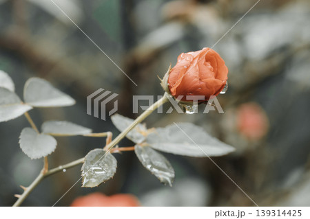Isolated rose flower bud blooming in the morning from side closeup Isolated rose flower bud blooming in the morning from side closeup 139314425