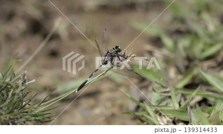 Dragonfly collecting pollen from grass plants Dragonfly collecting pollen from grass plants 139314433