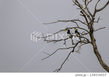 Great Hornbill Bird couple Resting on a dead tree 139314437