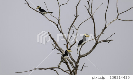Great Hornbill Birds Resting on a dead tree 139314439