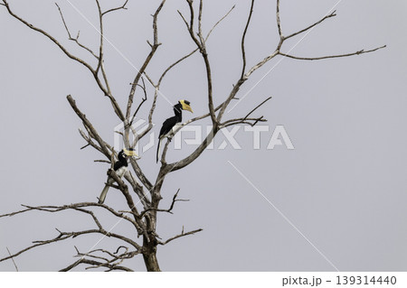 Great Hornbill birds Resting on dead tree 139314440