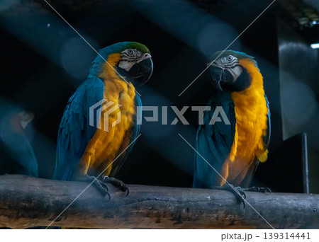 Blue Throated macaw pair looking at each other in dark bird cage Blue Throated macaw pair looking at each other in dark bird cage 139314441