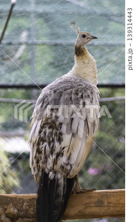 Black Winged Peafowl pose for a beautiful photograph. Black Winged Peafowl pose for a beautiful photograph. 139314443
