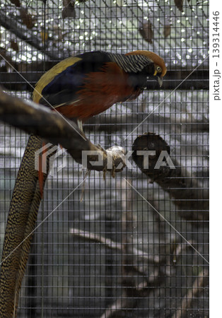 Golden Pheasant bird side view 139314446