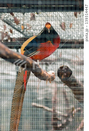 Golden Pheasant looks directly forward, perched on a branch Golden Pheasant looks directly forward, perched on a branch 139314447