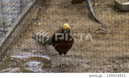 Black Golden Pheasant on ground standing still pose for a photograph Black Golden Pheasant on ground standing still pose for a photograph 139314451