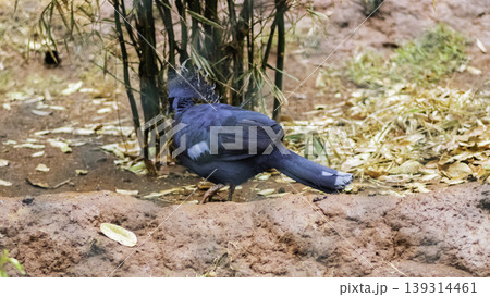 Blue Victoria Crowned Pigeon on the ground Blue Victoria Crowned Pigeon on the ground 139314461