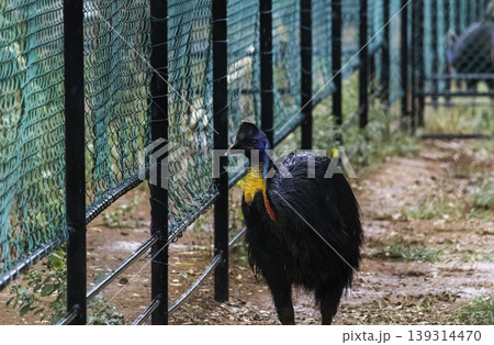 Colorful Cassowary bird walking forward near netted fence 139314470