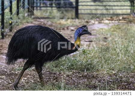 Isolated Colorful Cassowary bird in a lock space side view photograph 139314471