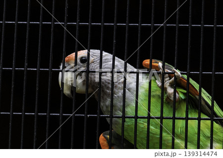 Senegal parrot silver neck looking curious hanging in cage net Closeup Senegal parrot silver neck looking curious hanging in cage net Closeup 139314474