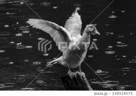 Showing its wingspan white duck on wooden pole, green waters, Black and white photo Showing its wingspan white duck on wooden pole, green waters, Black and white photo 139314573