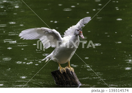 Showing its wingspan white duck on wooden pole, green waters Showing its wingspan white duck on wooden pole, green waters 139314574
